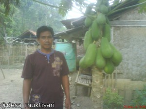 Seorang petani berpose di samping pohon Pepaya.