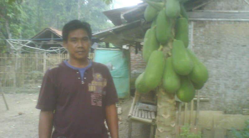 Seorang petani berpose di samping pohon Pepaya.