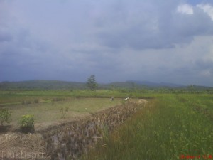 Menantikan Panen Raya