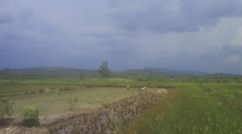 Menantikan Panen Raya